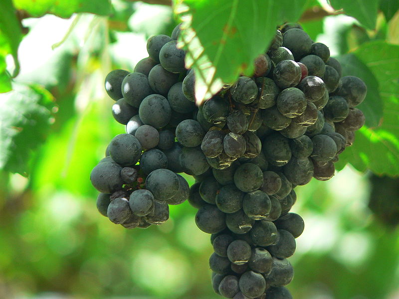 800px-Shiraz_Grapes